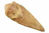 Fossil Spinosaurus Toe Claw - Top Quality With No Restoration! #241019-2